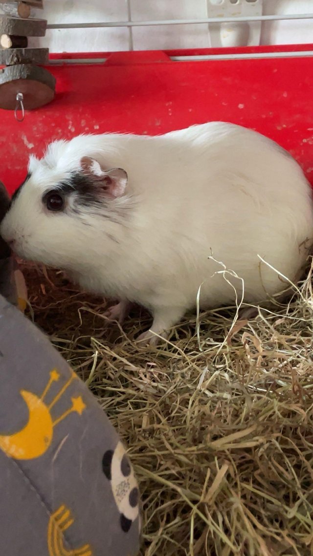 Preview of the first image of Two adult guinea pigs (male and female) plus three babies.