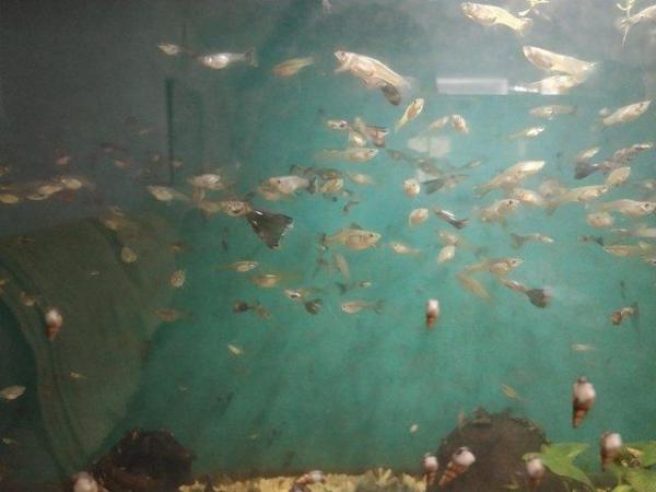 Image 5 of Guppy males and females for sale