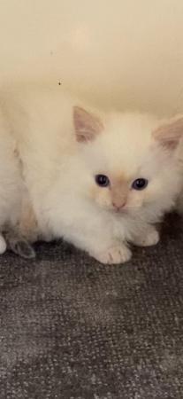 Image 4 of Ragdoll kittens ready now