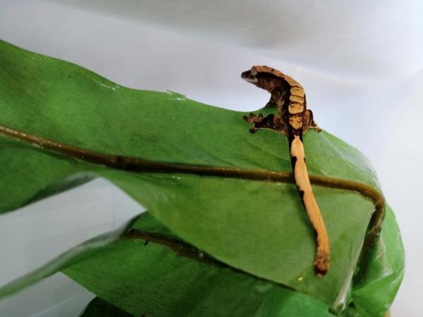 Image 1 of Crested geckos babys, stunners for sale 2 avaliable