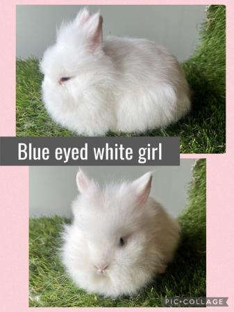 Image 2 of Stunning double mained lionhead babies
