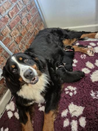Image 5 of Pure breed Bernese mountain dog pups for sale