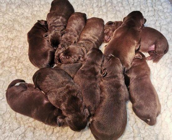 Image 2 of Stunning KC Chocolate Labrador Puppies