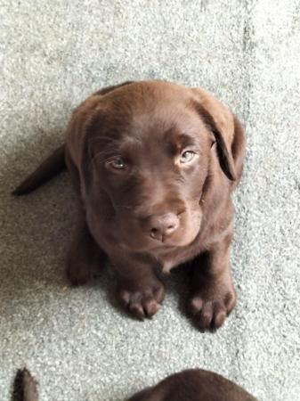 Image 5 of Chocolate Labrador puppies