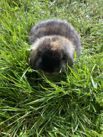 Image 11 of Mini lop baby rabbits **ready now**