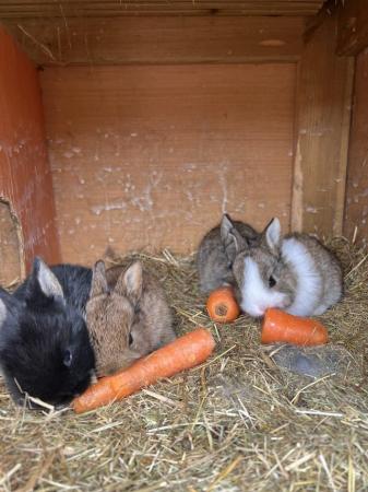 Image 3 of Mini lop rabbits for sale ready in 3 weeks