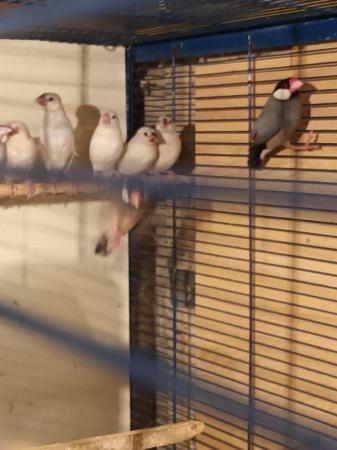 Image 2 of Java sparrows for sale. Whites £20. Normal £15