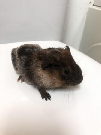 Image 1 of Guinea pigs ready  to rehome 2nd June