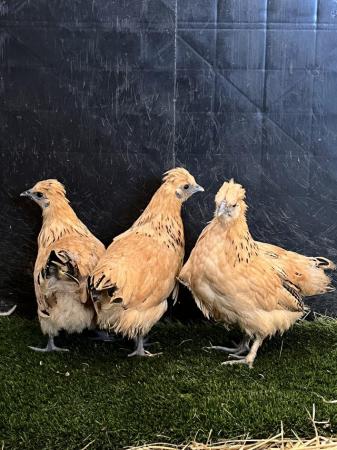 Image 1 of Chickens for sale cream legbars, Pekins, aracunas, Goldtops