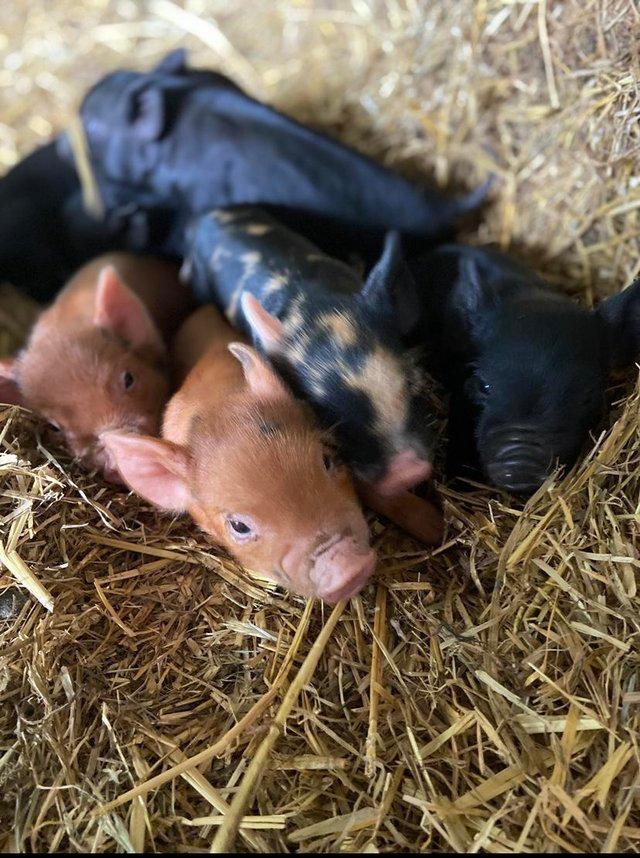 Preview of the first image of Kune kune piglets - very tame.