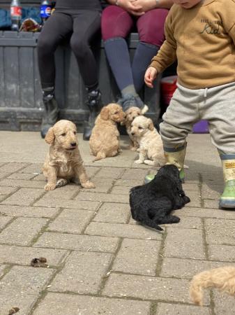 Image 17 of F2 miniature Labradoodles looking for homes