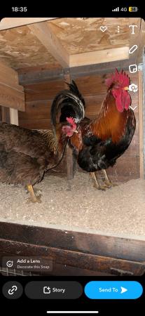 Image 1 of Pair large fowl Welsummers