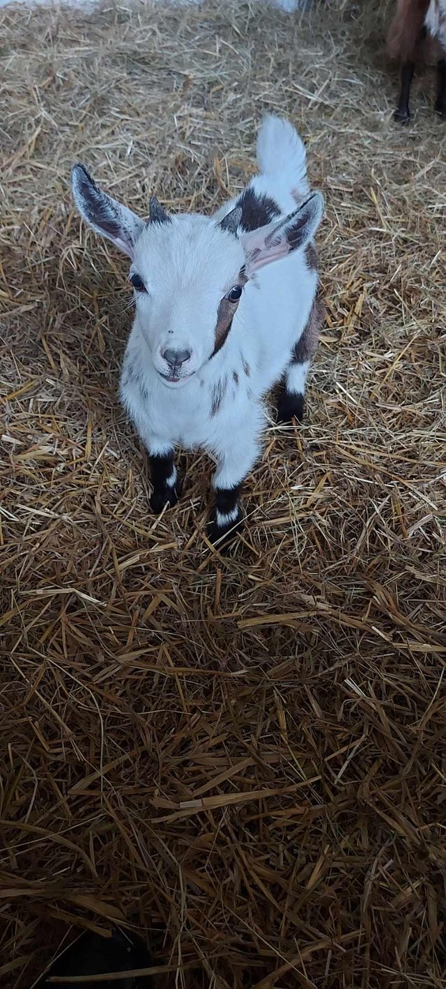 Preview of the first image of For sale entire Family of Pigmy goats.