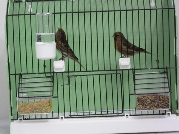 Image 4 of REDPOLLS FOR SALE 2 PAIRS