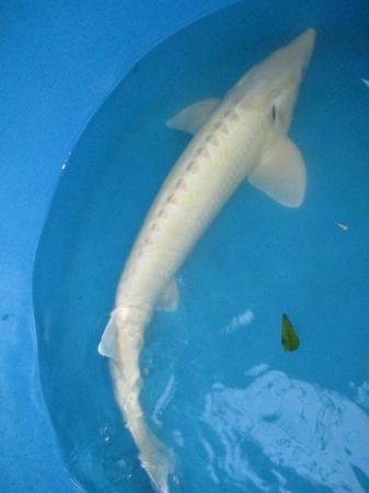 Image 1 of Albino Sterlet.Approximately 30 inches long.