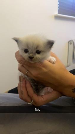 Image 6 of Beautiful ragdoll kittens for sale