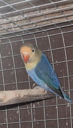 Image 1 of Less then 2 year old lovebirds for sale