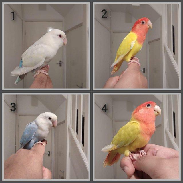 Preview of the first image of Tame Lovebirds Different Colours.