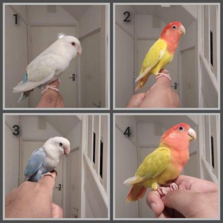Image 1 of Tame Lovebirds Different Colours