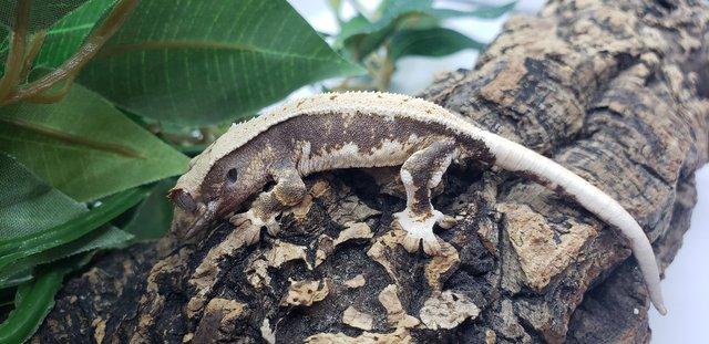 Preview of the first image of SALE Baby Crested Geckos For Sale.