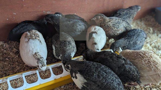 Image 3 of 18 Coturnix Quail Hatching Eggs *Including Black*