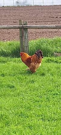 Image 3 of One year old Brahma Cockerel,free to good home