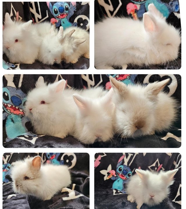 Preview of the first image of Lion lops lionhead mini lop bunnys lilac white.