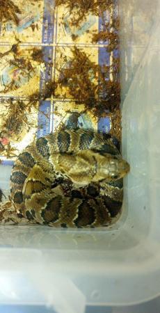 Image 3 of False water cobra,s few colours.