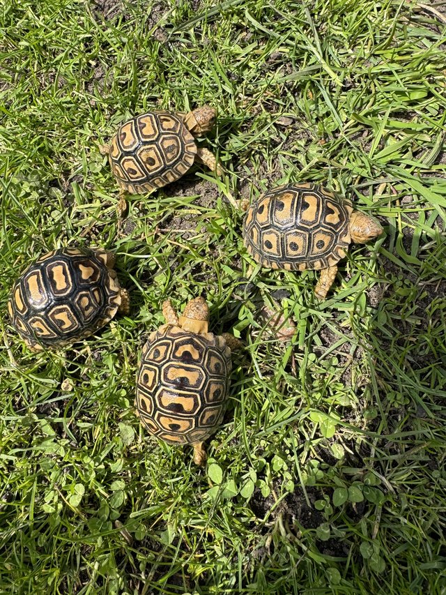 Preview of the first image of 3 month old leopard tortoises £150.