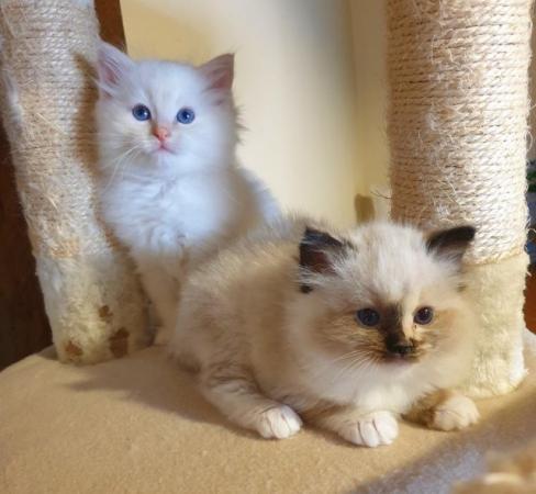 Image 7 of Pure bred Ragdoll Kittens Seal Tortie girl/Apricot cream boy