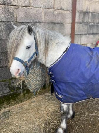 Image 4 of 5*Home Found Other Rescue Ponies Available 4 Full Re-Homing.