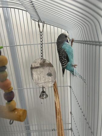 Image 4 of Male blue budgie for sale
