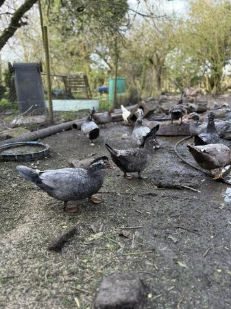 Image 1 of Mixture of Muscovy Ducks for sale