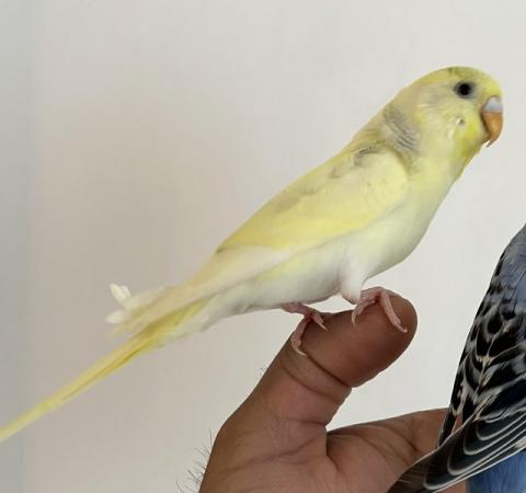 Image 8 of Hand Tame Baby Budgie Parakeets