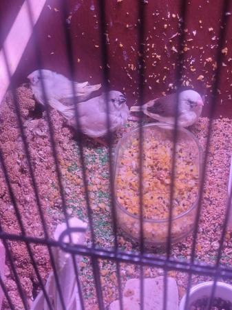 Image 5 of 12 weeks  old black faced  zebra finches