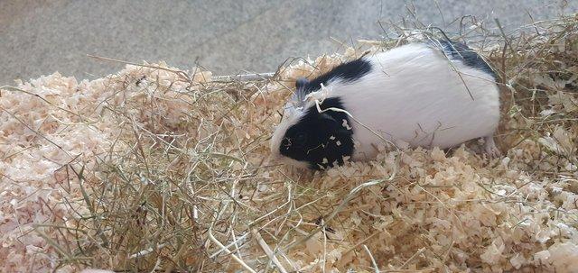 Image 2 of Baby female Guinea pigs available