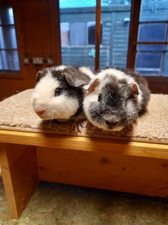 Image 3 of Guinea pigs teddy brothers available