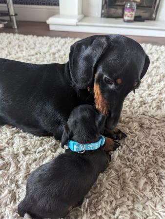 Image 2 of Smooth haired miniature dachshund litter of 5