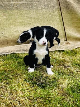 Image 2 of READY NOW One border collie girl puppy !!!