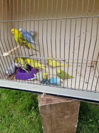 Image 5 of Budgies last years birds male and female available