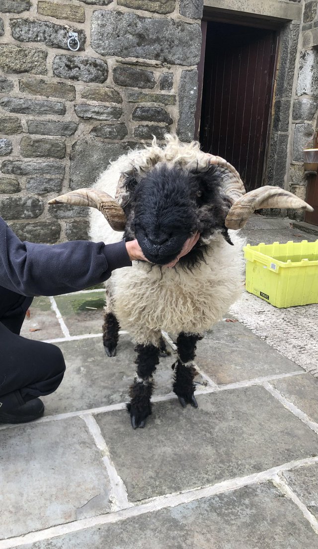 Preview of the first image of Grassroots registered Valais Blacknose Tup ARR/ARR MV accred.