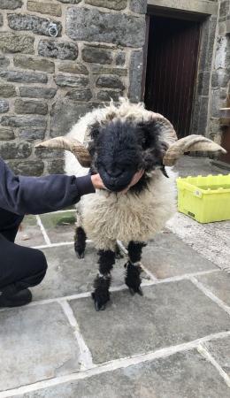 Image 1 of Grassroots registered Valais Blacknose Tup ARR/ARR MV accred