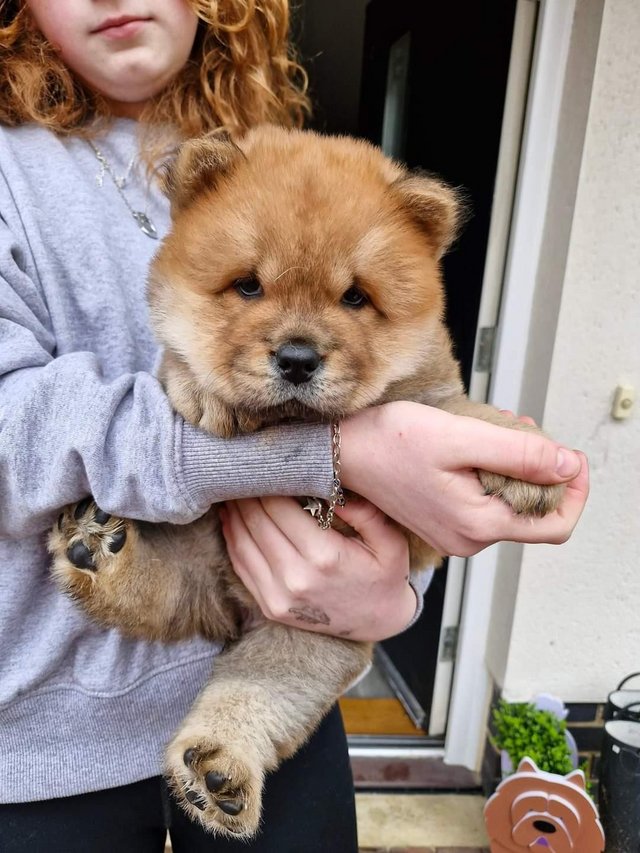 Preview of the first image of Reduced week old Red female Chow Chow ready for forever home.