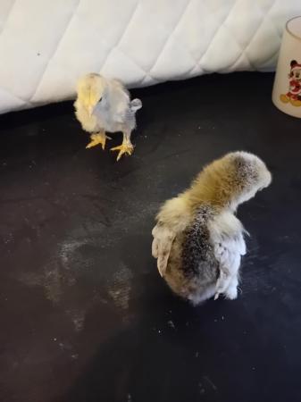 Image 3 of Chicks currently available 19th june