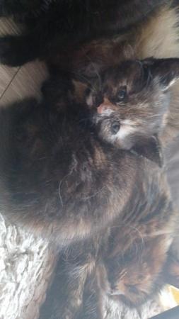 Image 1 of Beautiful Kittens for sale ready 29/05