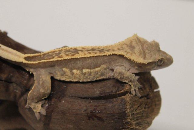 Image 5 of Crested geckos males and females