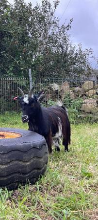 Image 1 of 2 nanny pygmy goats 2 years old