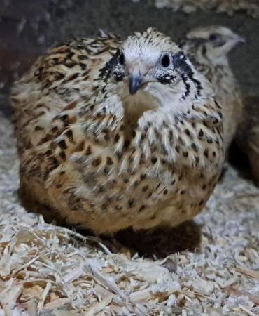 Image 1 of Quail Hatching Eggs *Pre Order*
