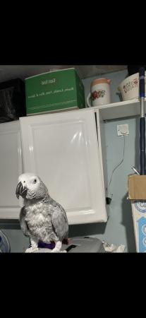 Image 4 of African Grey Parrot brilliant talker inc cage