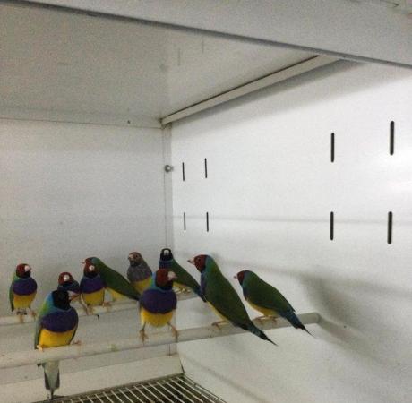 Image 4 of 2022 Gouldian Finches. £99pr!!!!